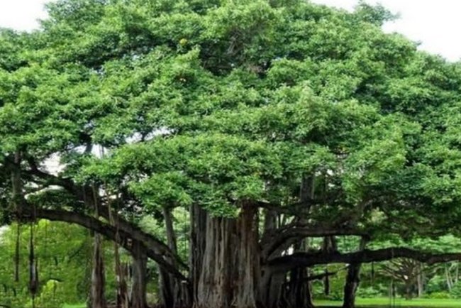 संडे स्पेशल प्रशांत वाघमारे  झाडांचे गाव भंडीशेगाव