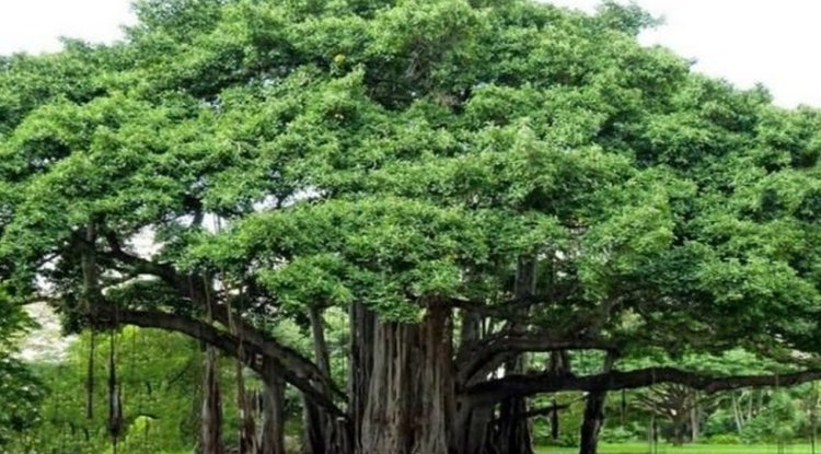 संडे स्पेशल प्रशांत वाघमारे  झाडांचे गाव भंडीशेगाव