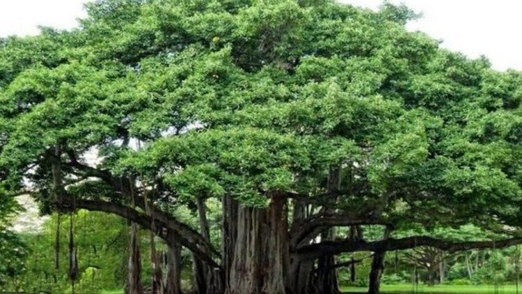 संडे स्पेशल प्रशांत वाघमारे  झाडांचे गाव भंडीशेगाव
